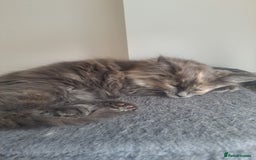 Mixed Breed cats for sale: Mix maine coon and ragdoll  - Image 2