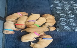 Labrador Retriever dogs for sale: Fox red Labrador puppies  - Image 4