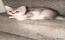 British Shorthair cats for sale: Gorgeous British Shorthair Kitten– Ready to Leave - Image 3