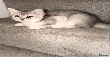 British Shorthair cats Gorgeous British Shorthair Kitten– Ready to Leave - Advert 8