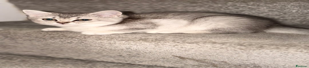 British Shorthair Kitten 3