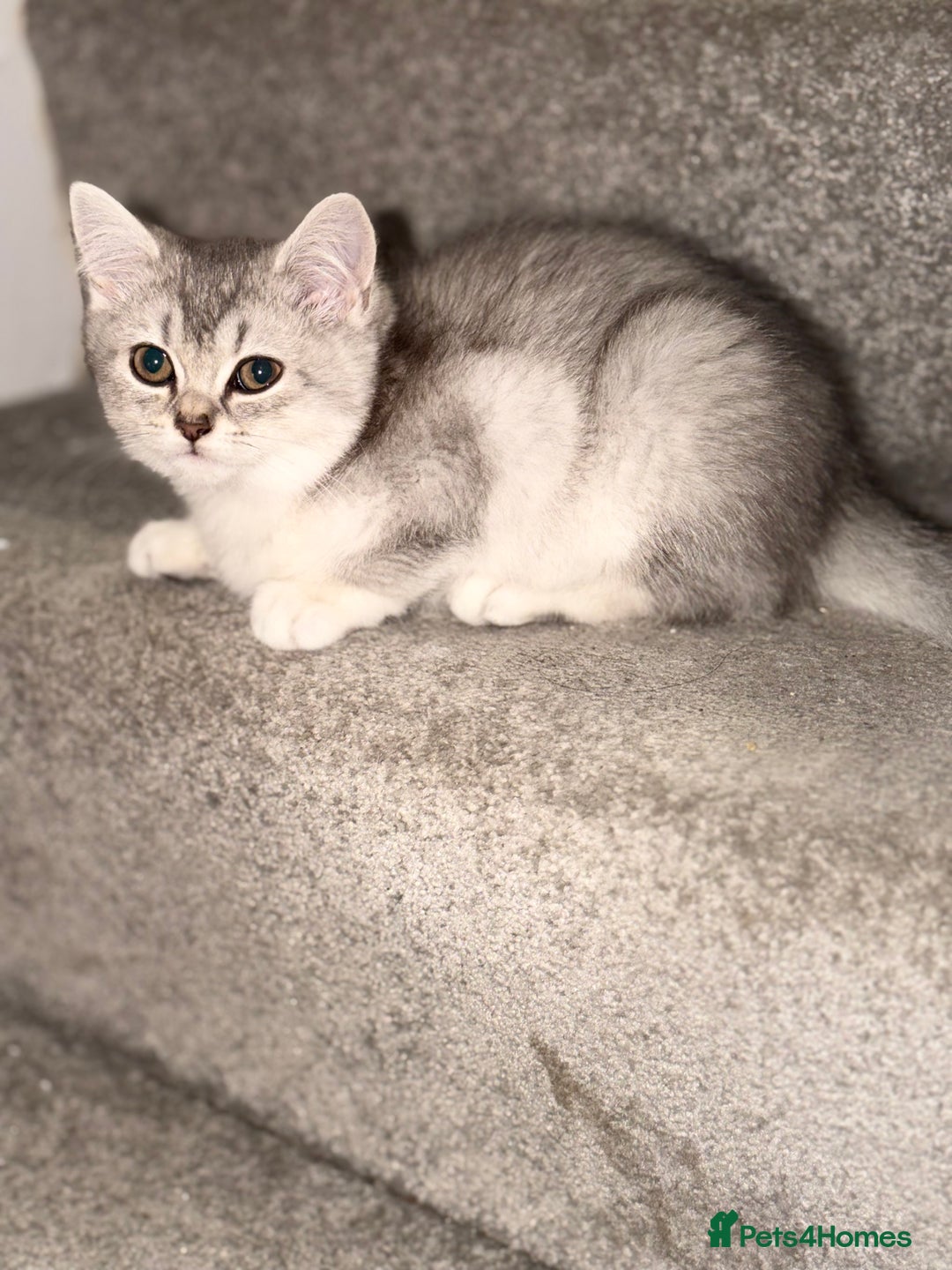British Shorthair cats for sale: Gorgeous British Shorthair Kitten– Ready to Leave - Image 3