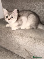 British Shorthair cats Gorgeous British Shorthair Kitten– Ready to Leave - Advert 5
