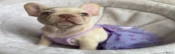 French Bulldog dogs for sale: FRENCH BULLDOGS, MERLE, ROJO, ISABELLA NEWSHADE. - Advert 6