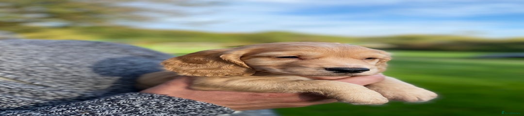 Cocker Spaniel Puppy 4