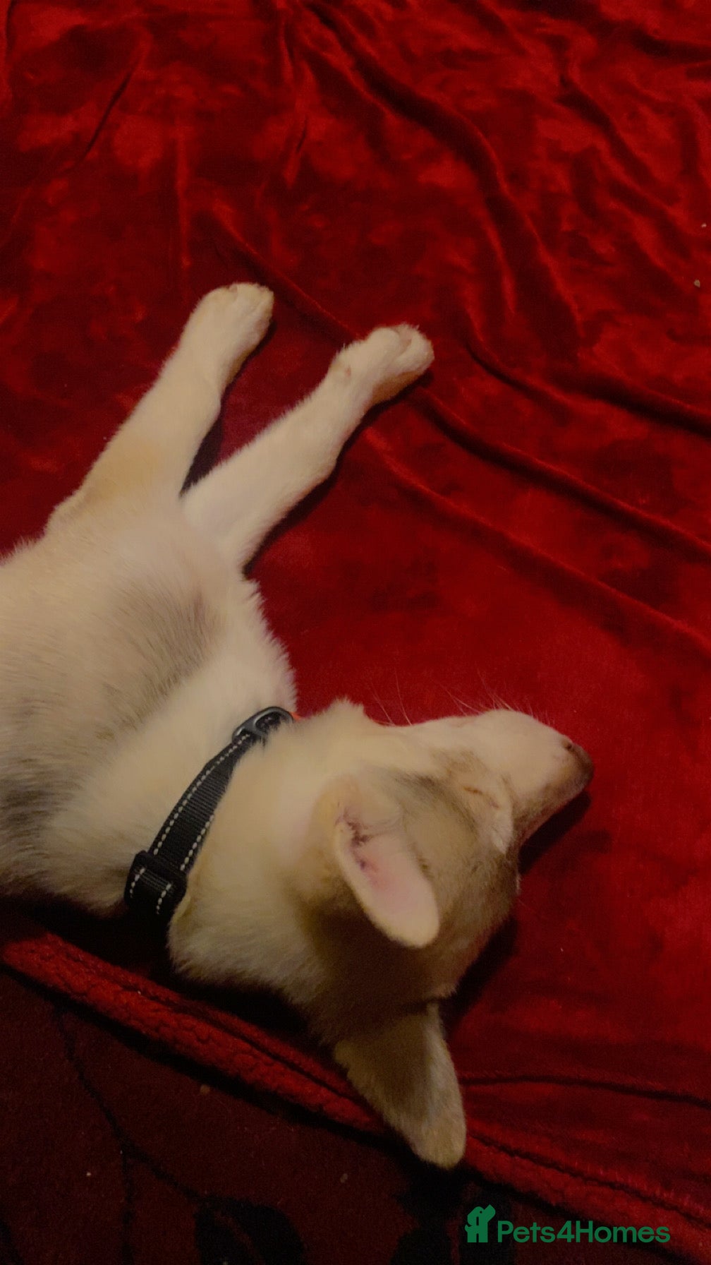 Siberian Husky dogs Siberian husky koda - Advert 7