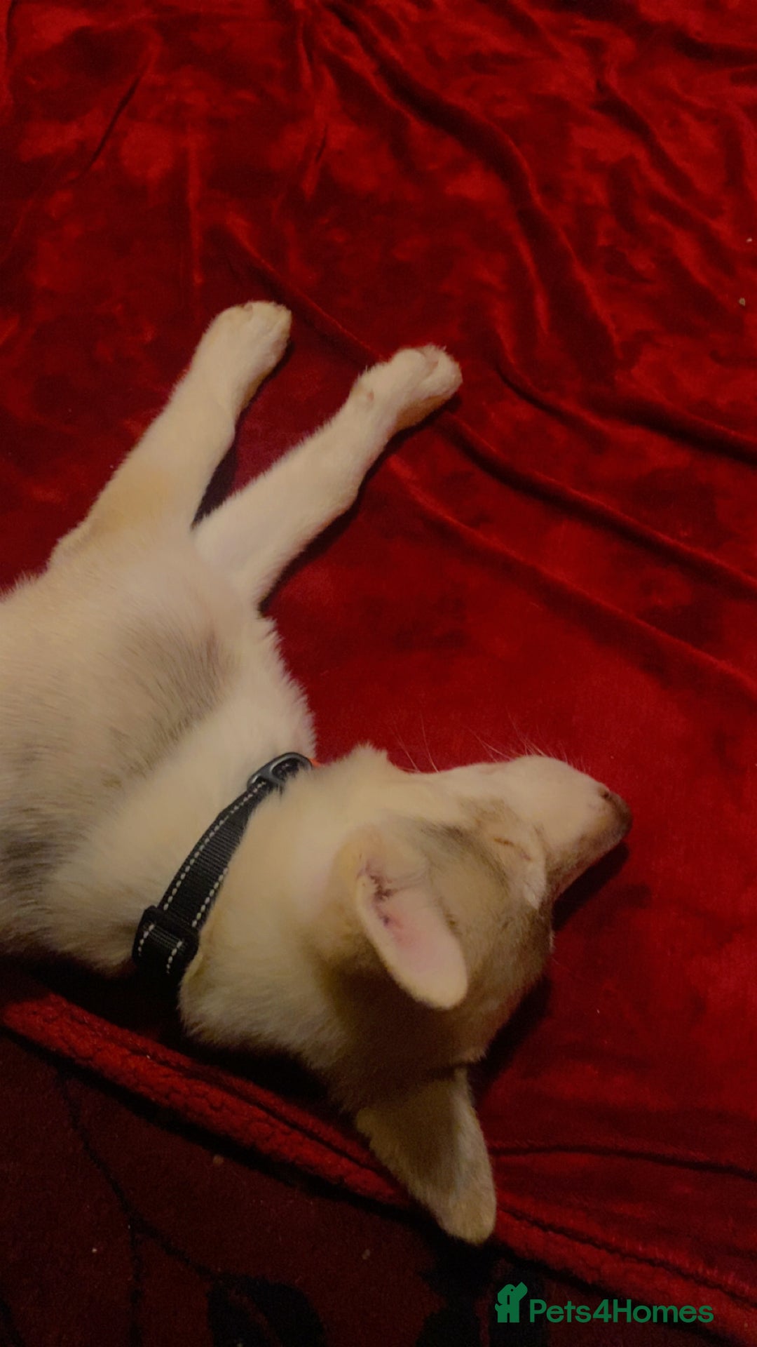 Siberian Husky dogs for sale: Siberian husky koda - Advert 1