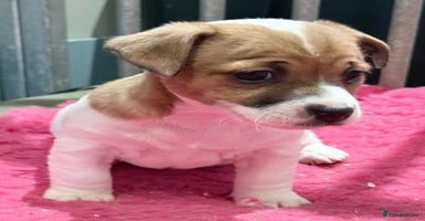 Jack Russell dogs - Advert 10