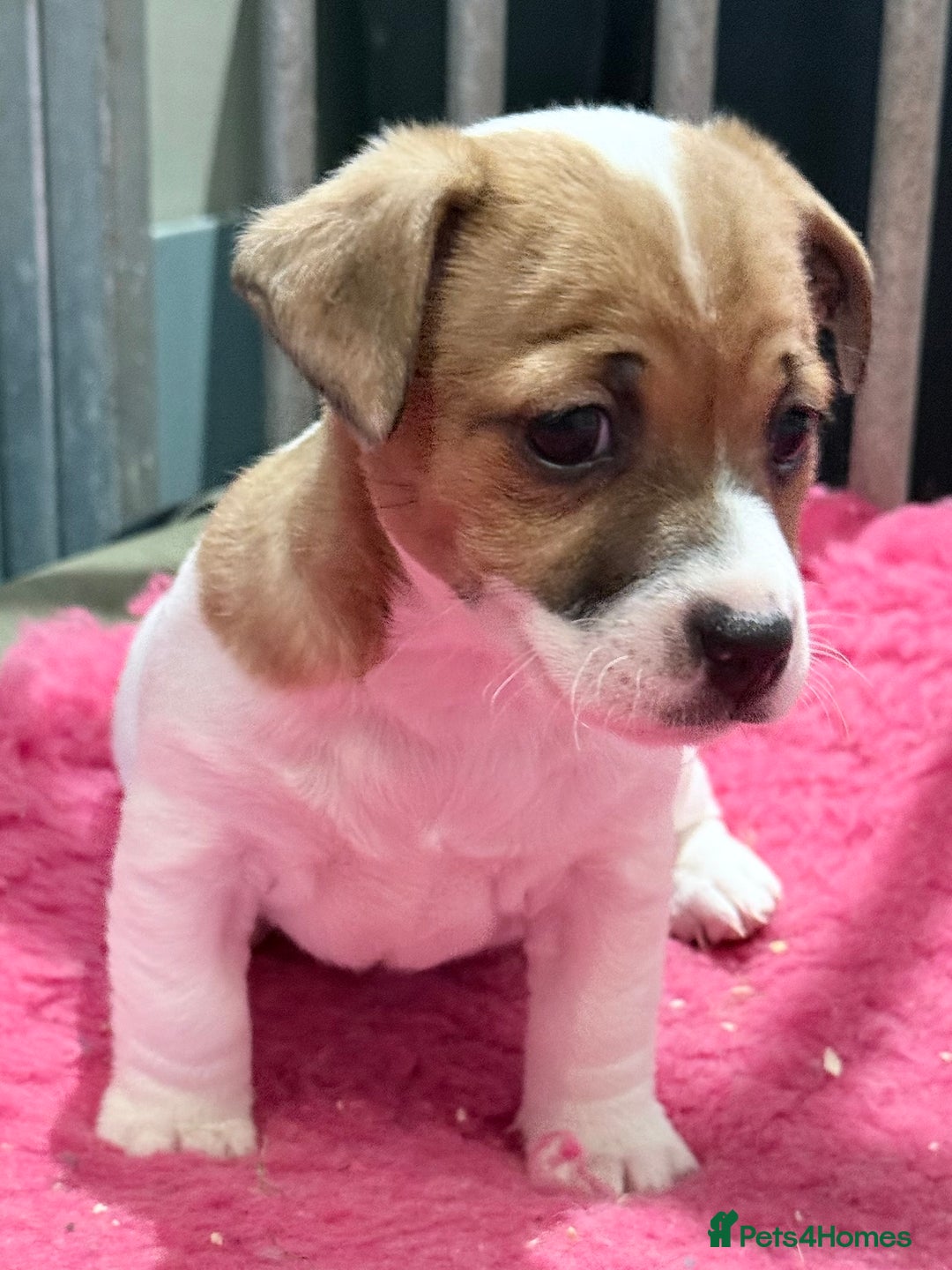 Jack Russell dogs for sale: 1 lovely jack russel girl💕READY TO LEAVE - Image 2