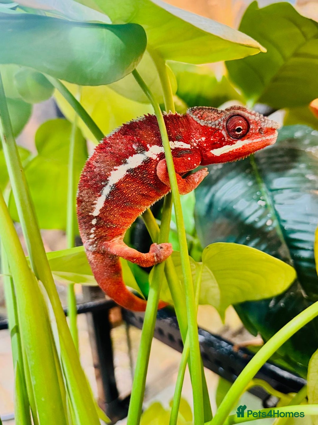 Chameleon reptiles for sale: Chameleons  - Advert 11