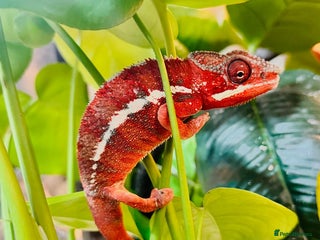 Chameleon reptiles Chameleons Ambanja - Advert 7
