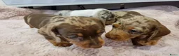 Miniature Dachshund dogs for sale: Gorgeous Dachshund Puppies for Loving Homes! in Rhyl - Advert 9