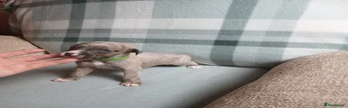 Boy Whippet 2