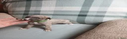 Whippet dogs for sale: Exceptional litter of KC whippets  in Shrewsbury - Advert 19