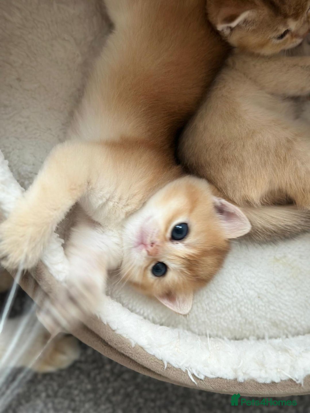 British Shorthair cats for sale: Last British Shorthair Golden kitten GCCF reg - Advert 32