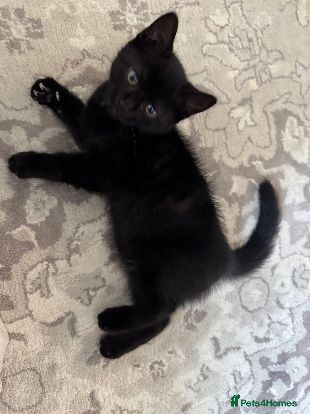 Dwelf cats for sale: no name - Image 1