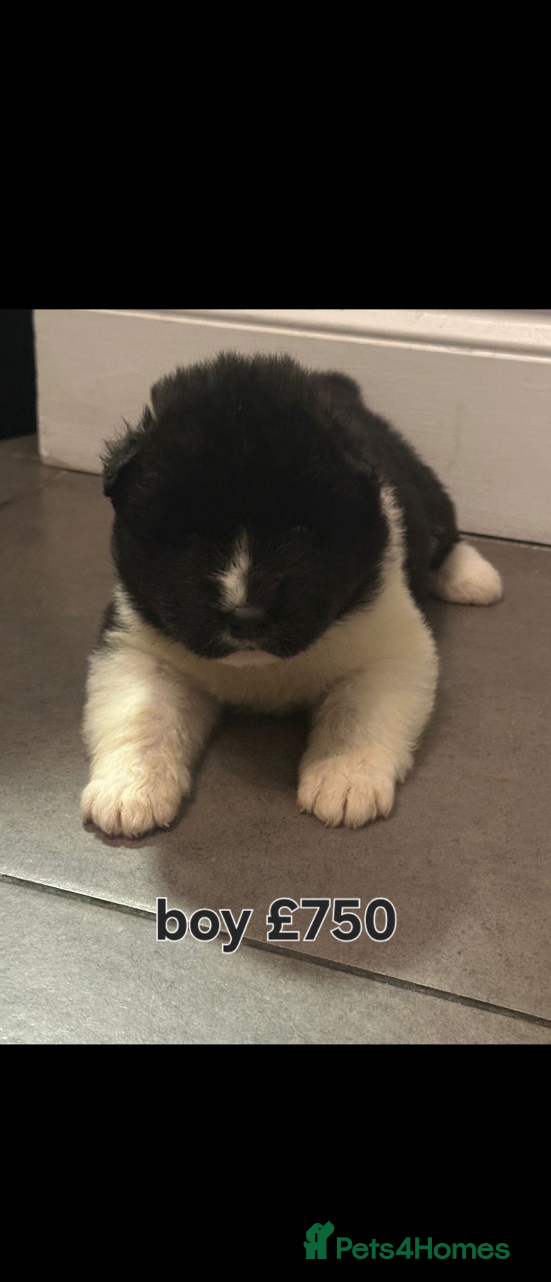 Akita dogs for sale: American akita puppies - Advert 3