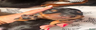 Miniature Dachshund 5 black tan yellow band 