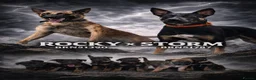 Belgian Shepherd Dog dogs for sale: Mechelse Herder Puppies For Sale - Advert 1
