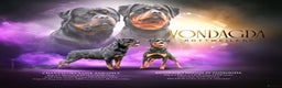 Rottweiler dogs for sale: The Warren litter! - Advert 1