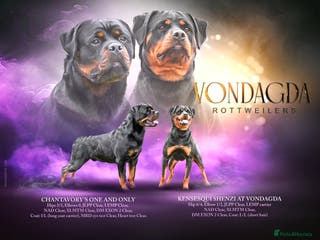 Rottweiler dogs One girl left! Ready to leave Friday - Advert 1