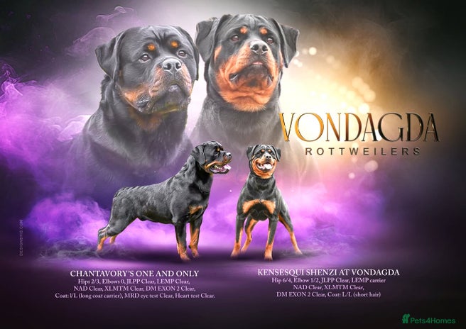 Rottweiler dogs The Warren litter! - Advert 1