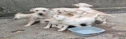 Labrador Retriever dogs for sale: KC reg, robust Labrador puppies. Fully inocs. - Advert 7