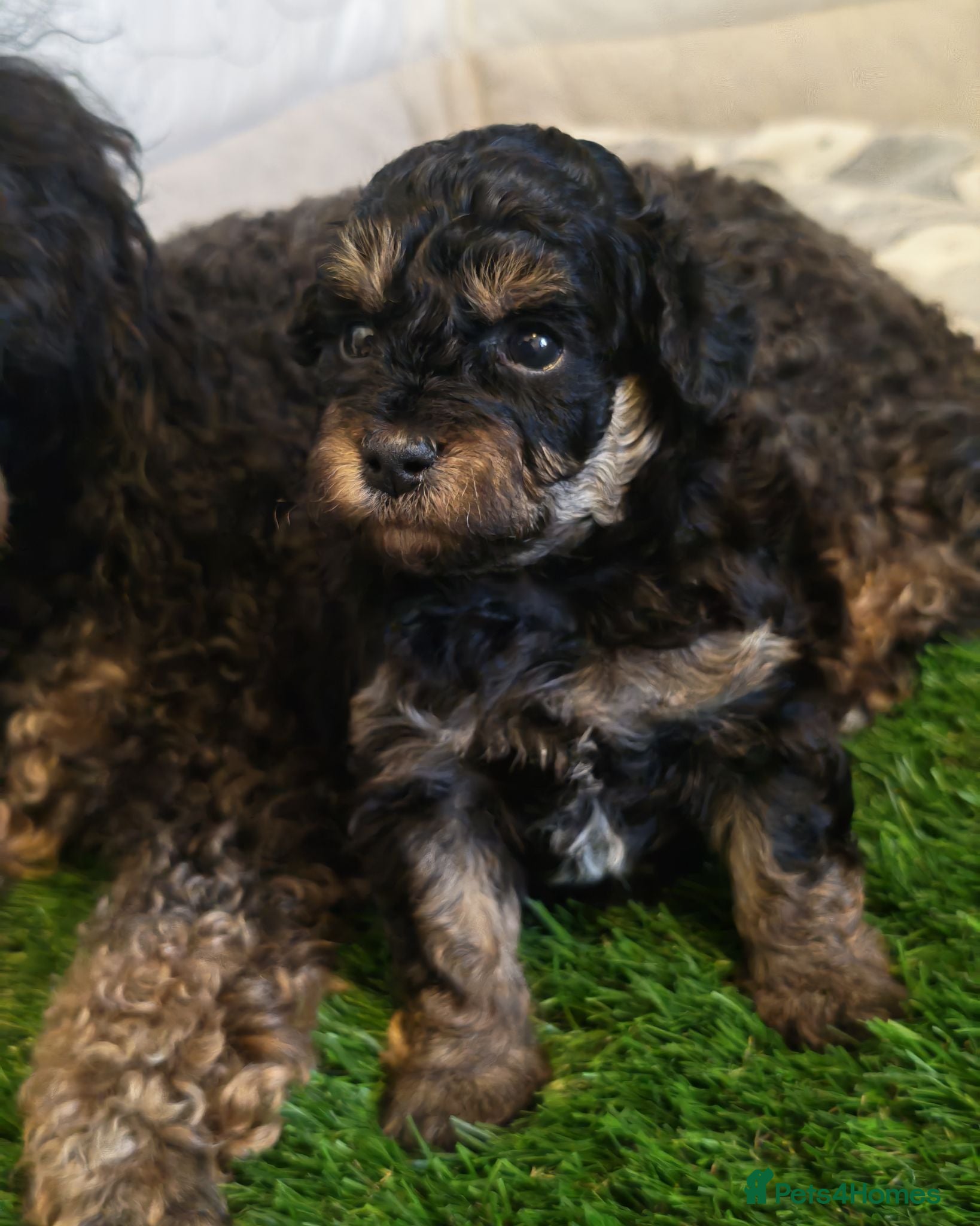 Toy Poodle dogs KC Reg Toy Poodle Puppies Health tested parents - Advert 1