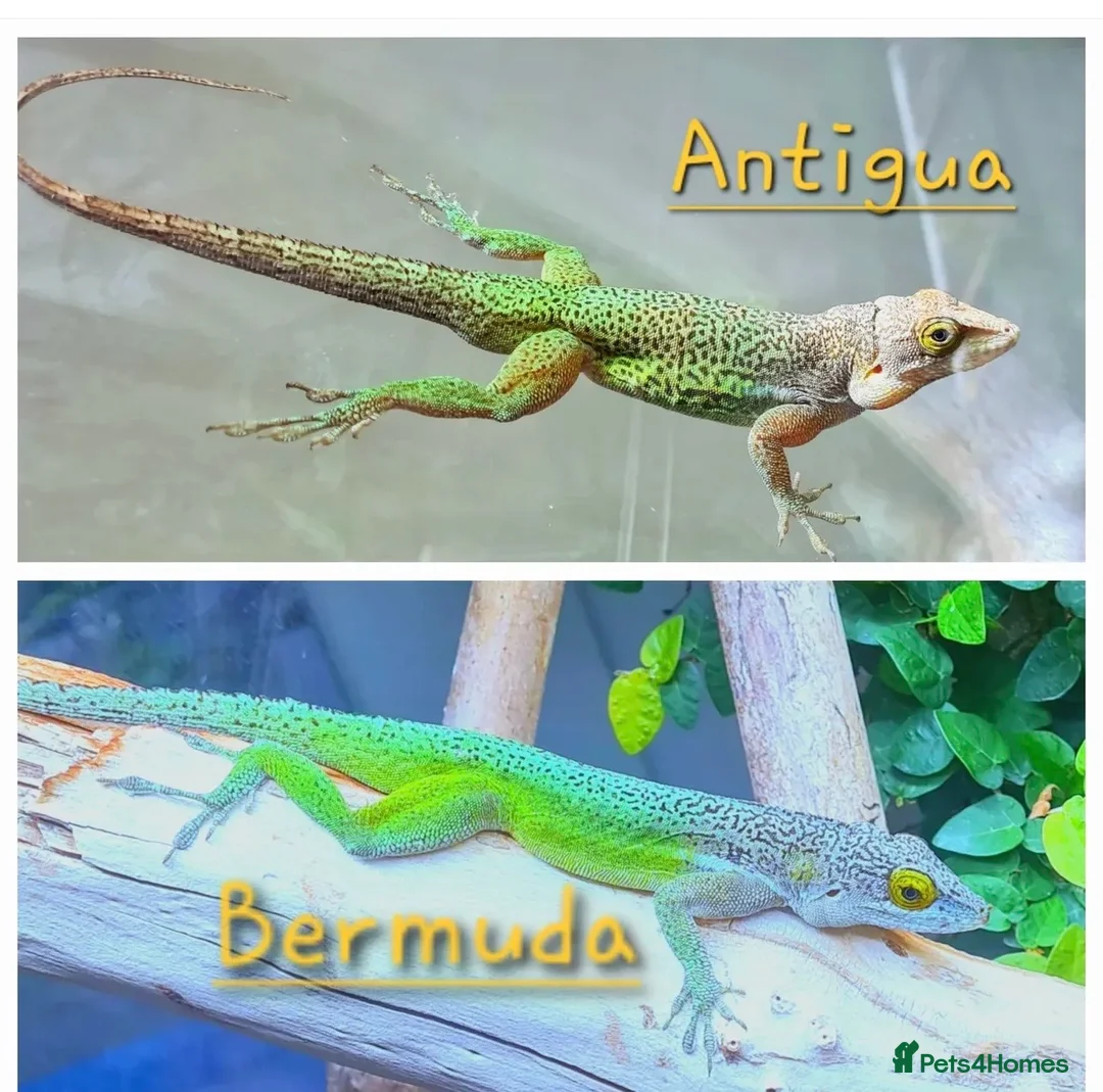 Anole reptiles for sale: 1.1 Anolis Leachii pair - Advert 2