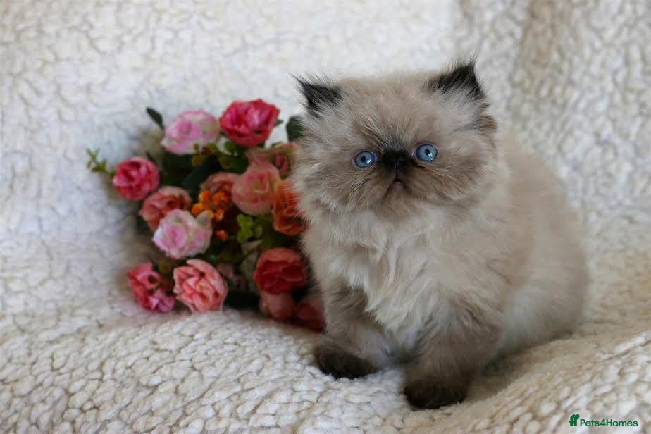 Persian cats Persian Himalayan Kittens - Advert 1