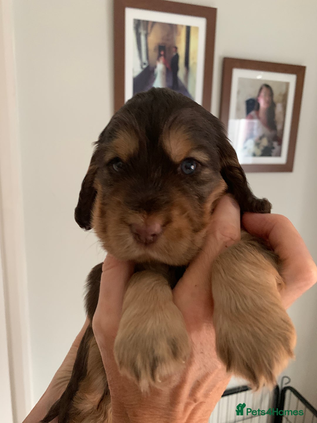Cocker Spaniel dogs for sale: Outstanding FN clear kc reg cocker spaniel puppies - Image 7