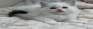 Ragdoll 8