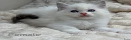 Ragdoll cats for sale: Pure Ragdoll Kitties available ✨ - Advert 9