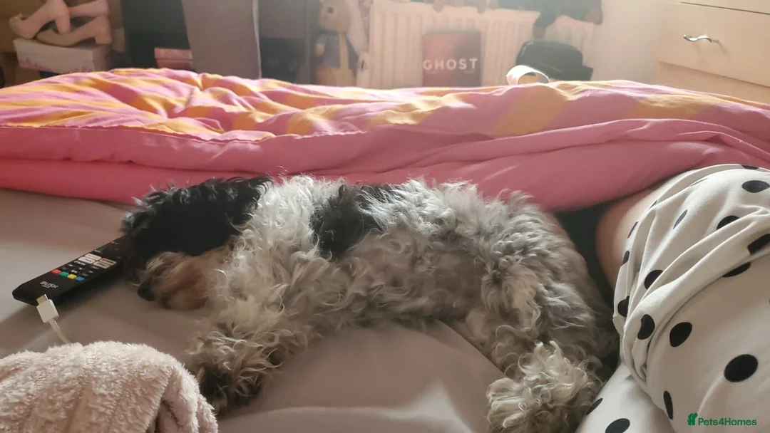 Mixed Breed dogs for sale: Dog for sale  - Advert 1