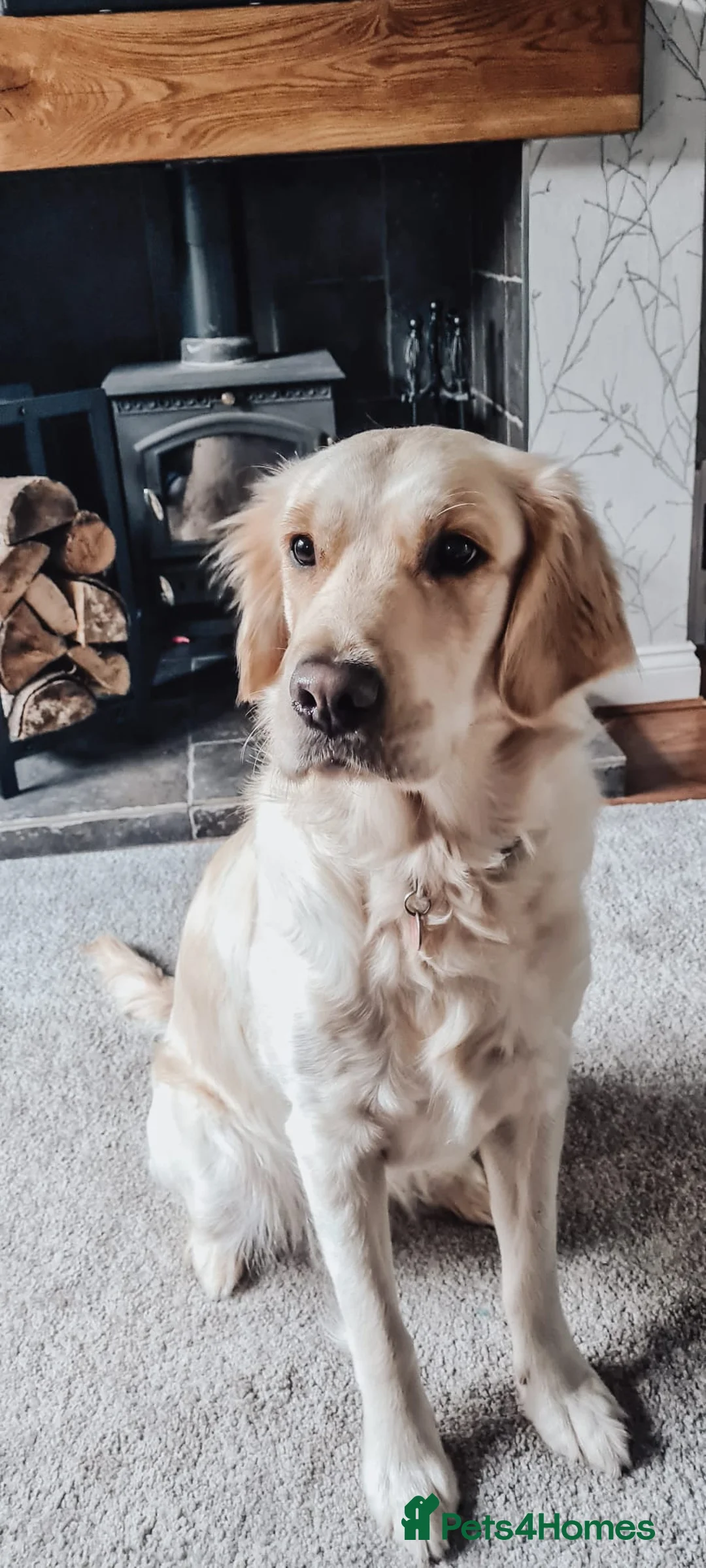 Golden Retriever dogs for sale: Exceptional Golden Retriever Puppies Due 04/26   - Advert 2