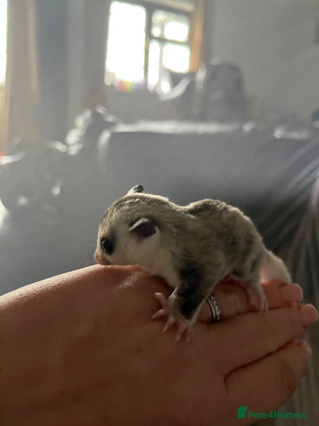Sugar Glider rodents for sale: Sugar glider babies  - Advert 9
