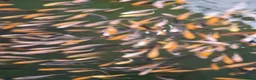 Koi Carp fish for sale: Koi fry 1-3 inch  in Willenhall - Advert 10