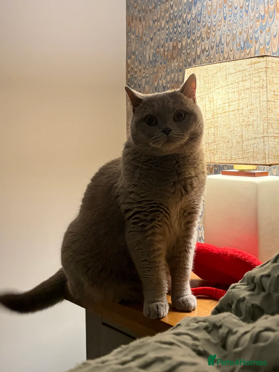 British Shorthair cats for sale: British blue short hair Stormi 🩶 in Accrington - Advert 4
