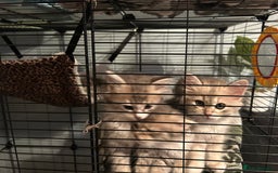 Siberian cats for sale: Siberian GCCF. kittens no hidden cost ready 6 oct  - Image 5