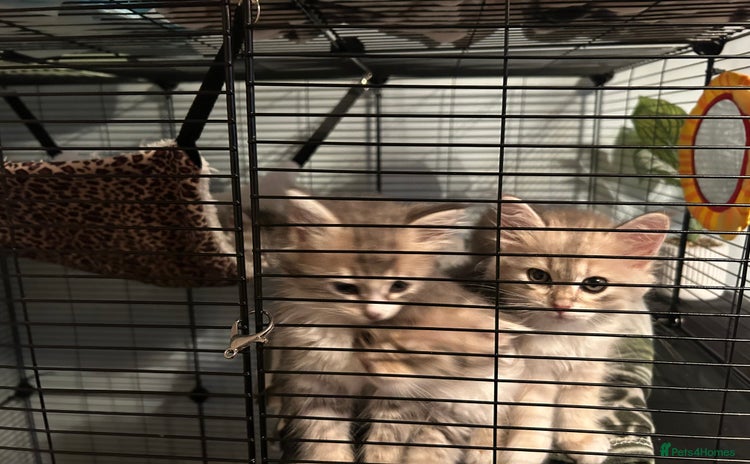 Siberian cats - Advert 4