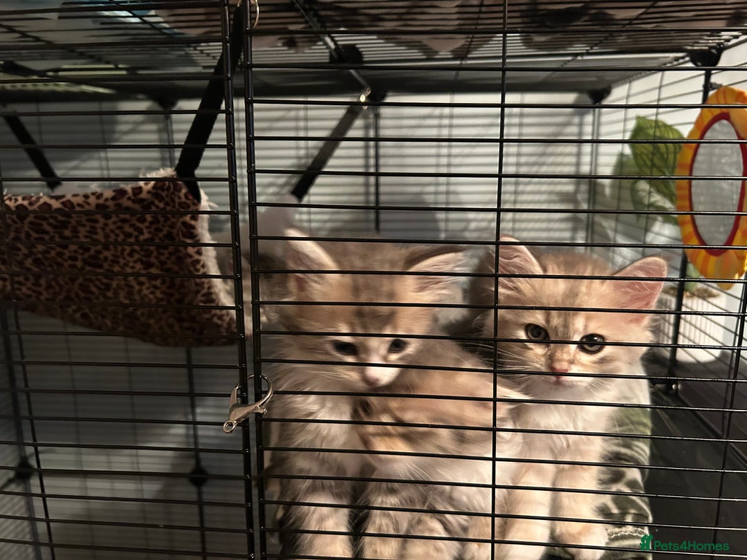 Siberian cats for sale: Siberian GCCF. kittens no hidden cost ready 6 oct  - Image 5