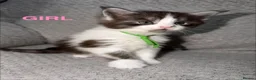 Maine Coon cats for sale: 🐾BEAUTIFUL MAINECOON KITTENS😻 3 BOYS & 2 GIRLS🐾 - Advert 29