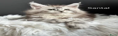Maine Coon 3 Santal 