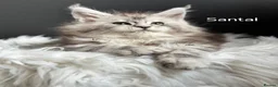 Maine Coon cats for sale: Outstanding kittens from Shaded line  in Swadlincote - Advert 4
