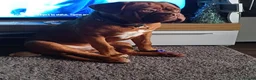 Dogue De Bordeaux dogs for sale: Dogue de bordeaux Male - Advert 10