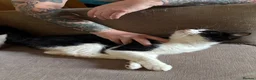 British Longhair cats for sale: Urgent re homing  in Stoke-on-Trent - Advert 3