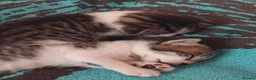 Mixed Breed cats for sale: Gorgeous Bengal x kittens for sale. - Advert 6