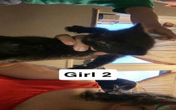 British Shorthair cats for sale: 3 lovely black kittens  - Image 5