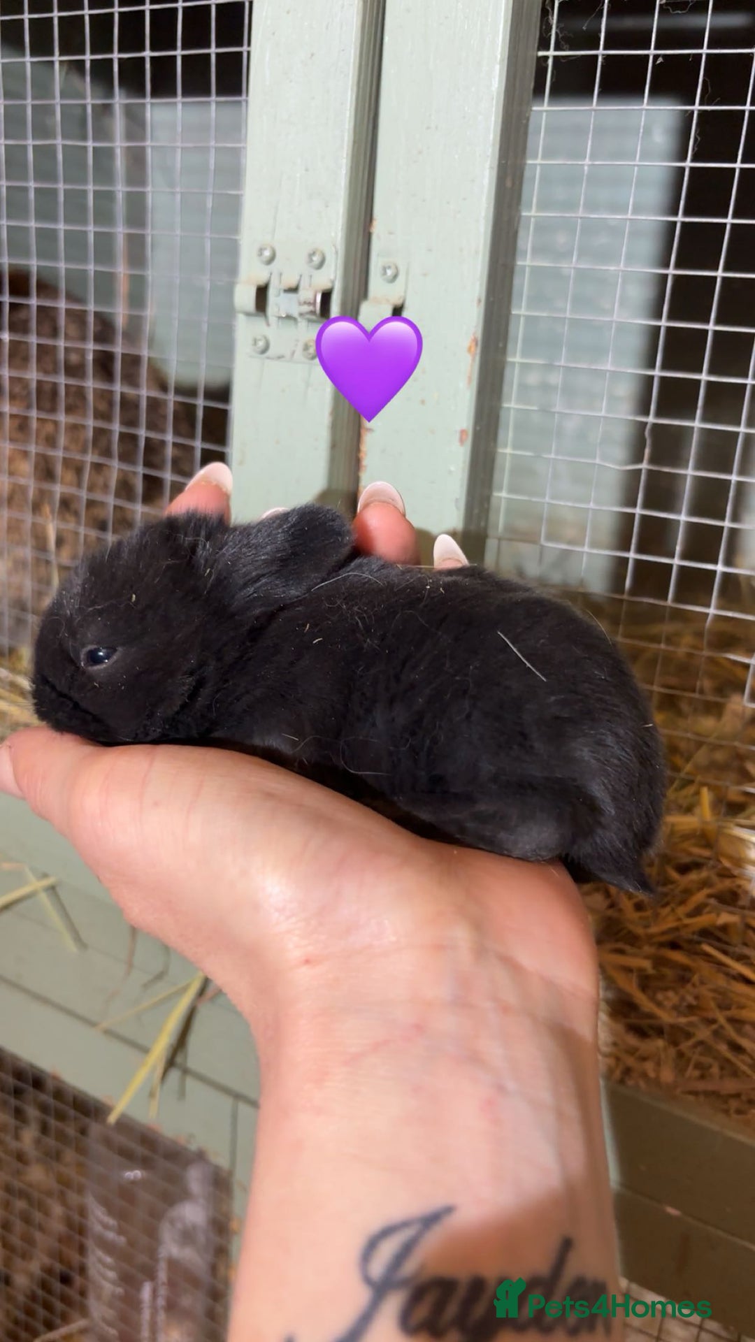 Mini Lop rabbits for sale: Beautiful colour mini lop rabbits  - Advert 6