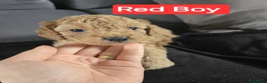 Red Boy